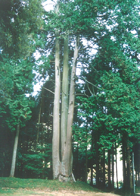 粟倉神社の大桧の写真